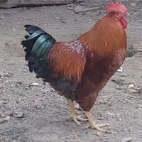 سه عدد خروس سالم و سرحال
