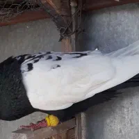 کفتر سینه