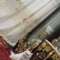 گربه|گربه|تبریز, |دیوار
