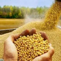 تامین نهاده دام و طیور از بازارگاه / نقد و اعتباری