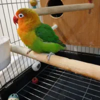 طوطی برزیلی ماده