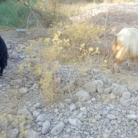 بز و میش
