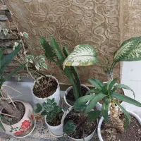 گل طبیعی