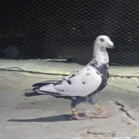 سینه سلیمونی پلاکی جوان درجه۱