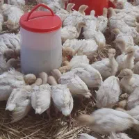 جوجه بوقلمون گوشتی بیوتی 400گرمی