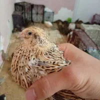 جوجه بلدرچین