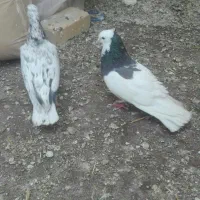 طوقی نر معاوظه با مرغ یا جوجه مرغ