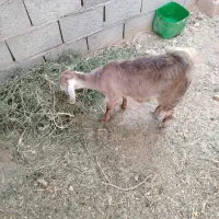 کره