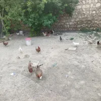مرغ و خروس
