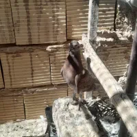 جوجه کفتر سرخ