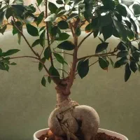بنسای جنسینگ