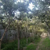 فروش باغ