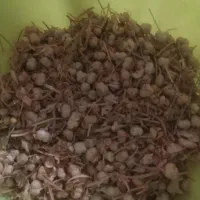 اسفندتازه