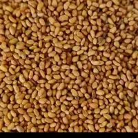 بذر یونجه