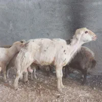 بره و قوچ