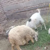 گوسفند دو عدد