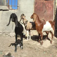 بز پاکستانی