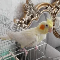 عروس هلندی نر
