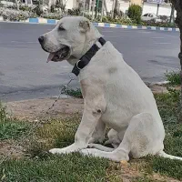 سگ آلابای حرفه ای