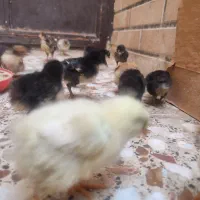 جوجه گلین و ایام اسمانی