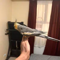 عروس هلندی نر بکسال و نیم مست