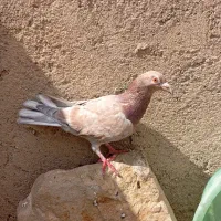 کبوتر کوهی