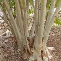 فروش درخت بید