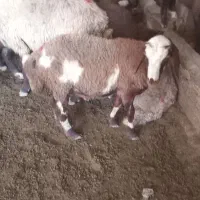 بره نر