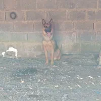 سگ ژرمن