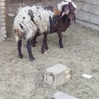 میش افشار با بره