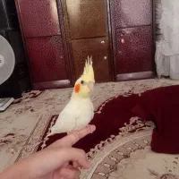 عروس نر