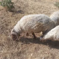 قورچ ۳