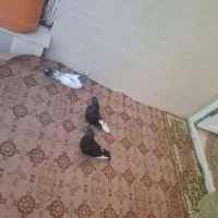 کفترشاهپر ودمسفید جفتن وکله جفتشو گربه برداشت برد
