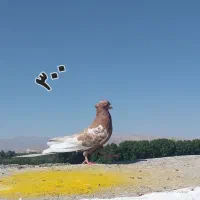 کفتر کبوتر