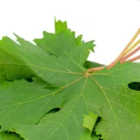 برگ میم