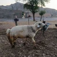 قوچ|حیوانات مزرعه|رامهرمز, |دیوار