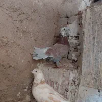 پرنده|پرنده|کاشان, کارگر|دیوار