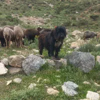 واگذاری توله ریشی