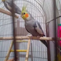 جفت عروس هلندی