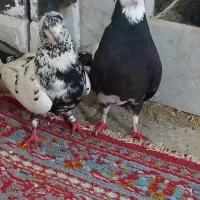کفتر|پرنده|زابل, |دیوار