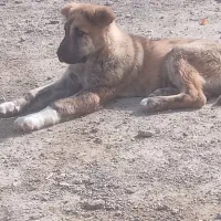 ماده ۲ماه خراسانی از نسل قهرمان آماده واگزاری