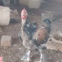 خروس برهما سرحال اماده ب کار