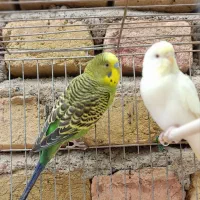 پرنده مرغ عشق
