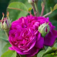 گلاب نوبرانه آذربایجان