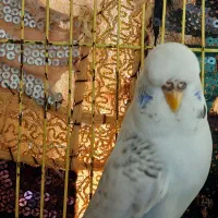 مرغ عشق انگلیسی ماده بالغ و تخم‌گذار