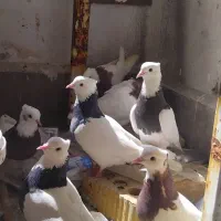 تعدادی نروماده طوقی