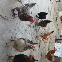 مرغ بومی