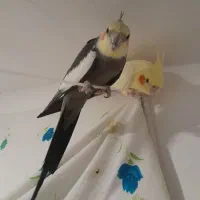 عروس هلندی نرماده جفت باهم