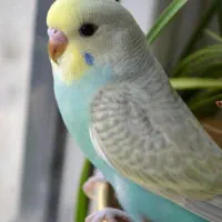 مرغ عشق