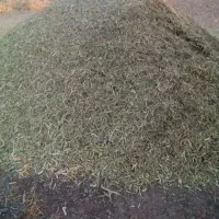 کنگر کاه